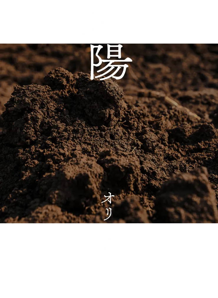 天陽 オリジナルLED