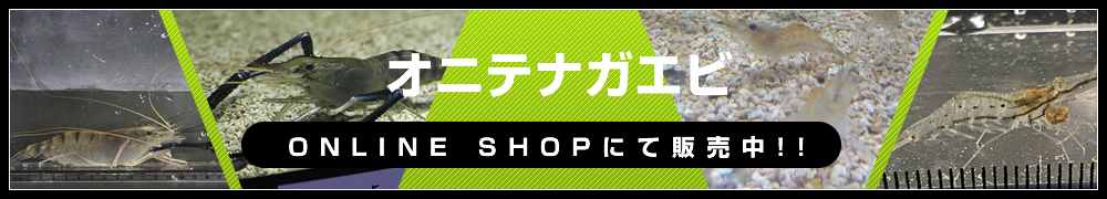 オニテナガエビ販売中