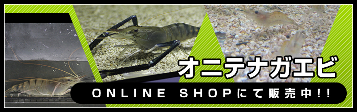 オニテナガエビ販売中