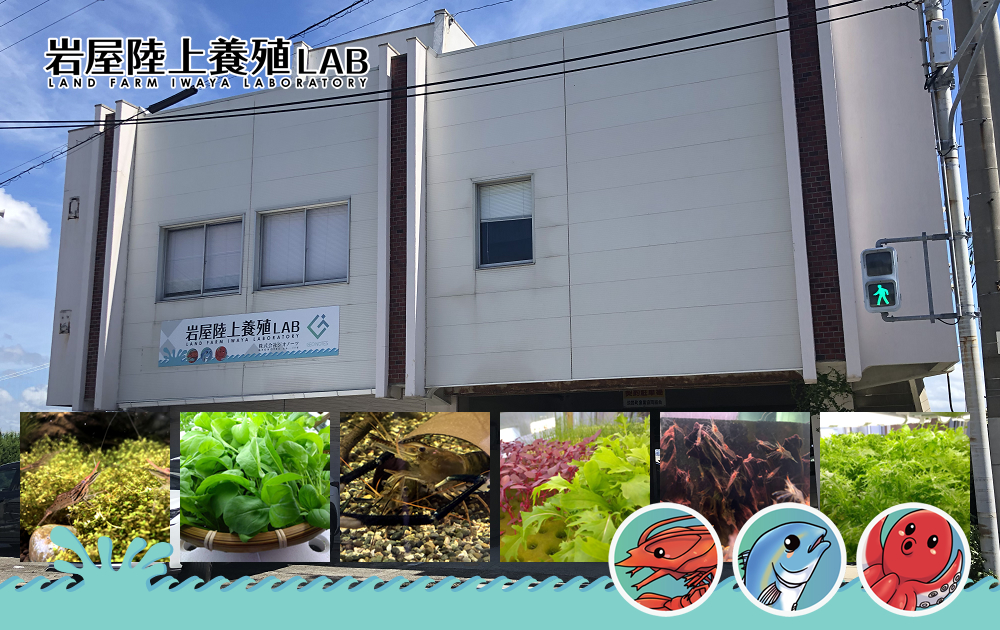 オニテナガエビ　岩屋陸上養殖研究LAB