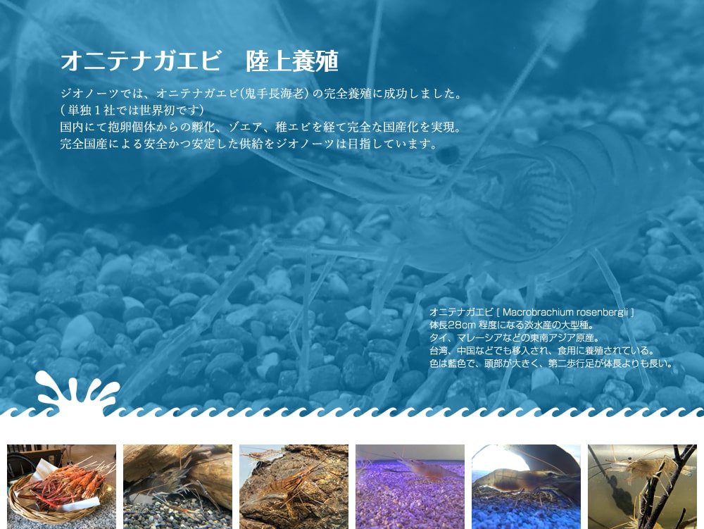 オニテナガエビ　陸上養殖B