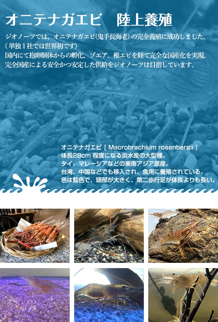 オニテナガエビ　陸上養殖