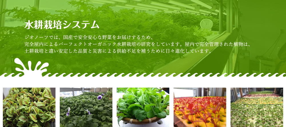 水耕栽培システム