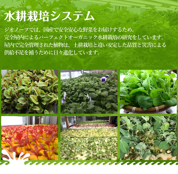 水耕栽培システム