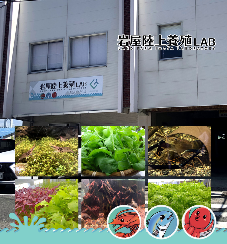 オニテナガエビ　岩屋陸上養殖研究LAB