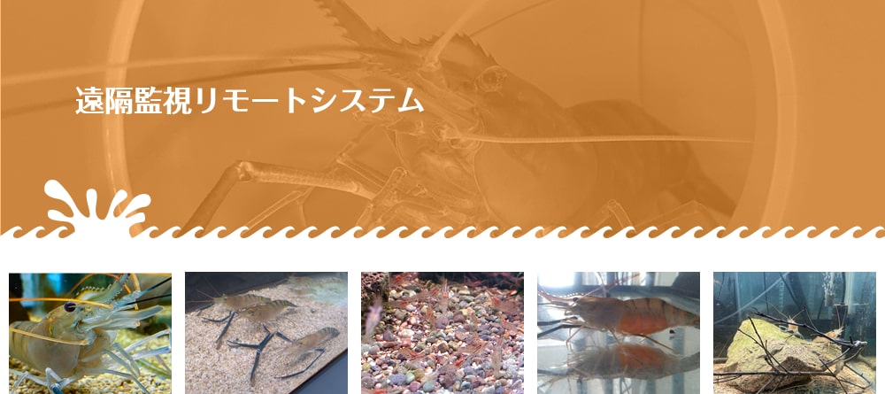遠隔監視リモートシステム