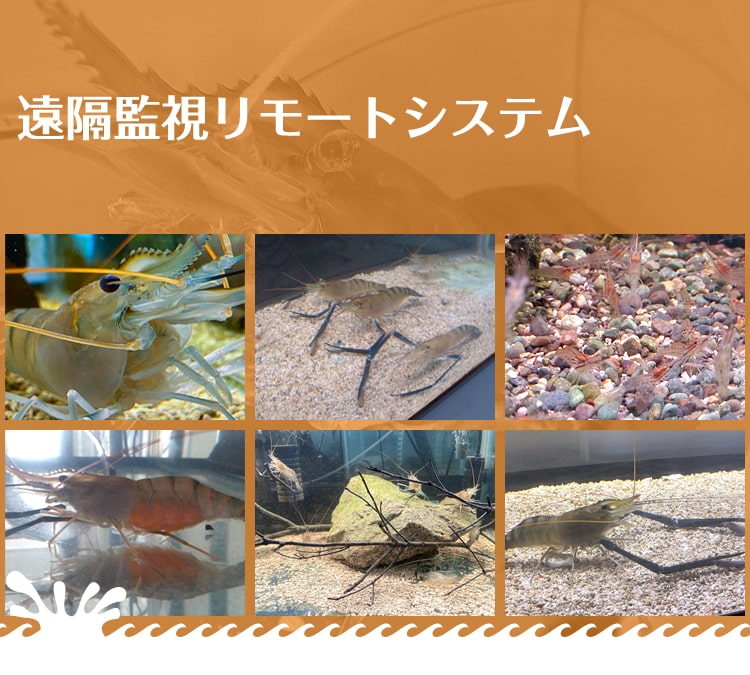 遠隔監視リモートシステム