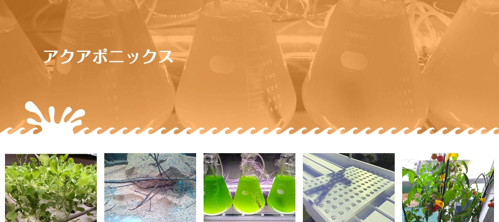 アクアポニックスシステム