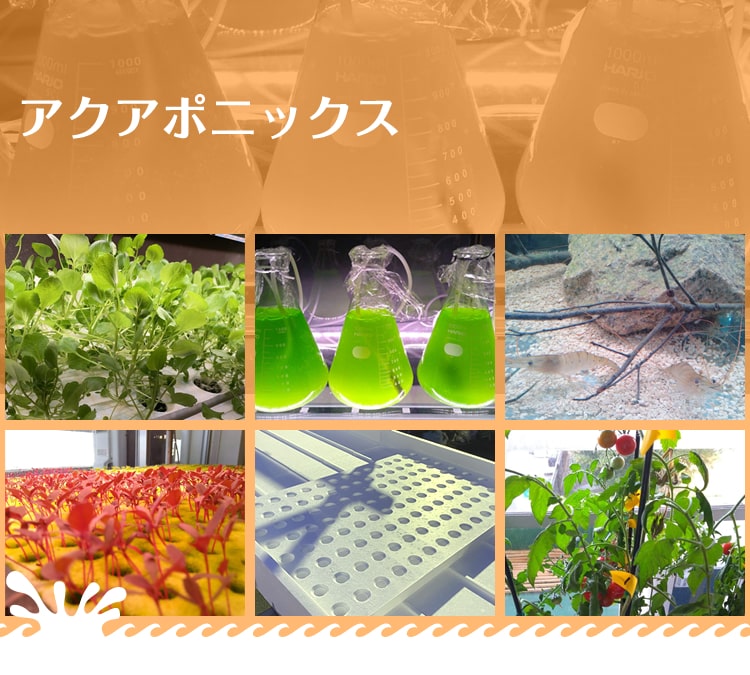 アクアポニックスシステム