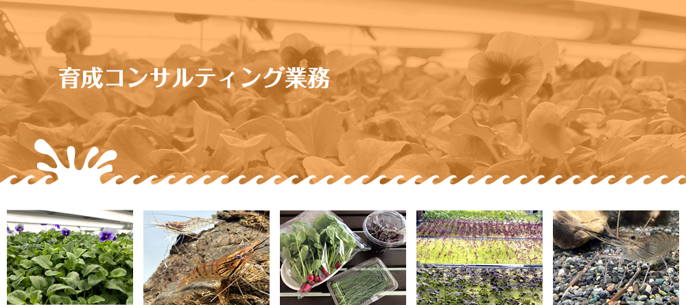 育成コンサルティング業務