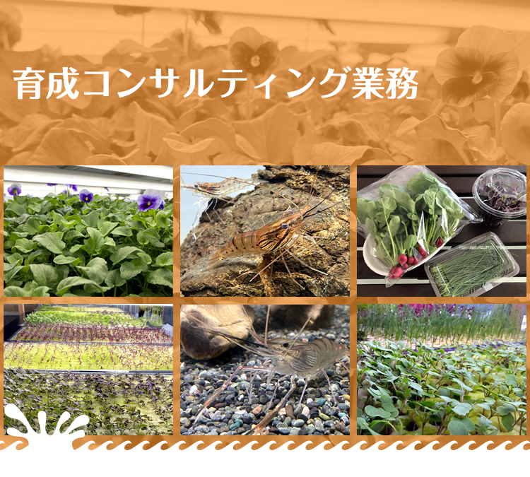 育成コンサルティング業務