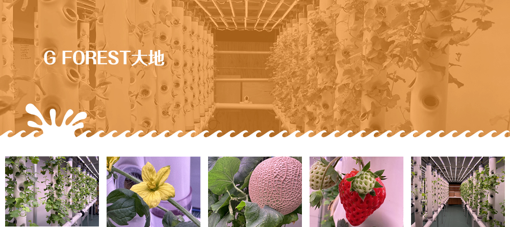 G FOREST大地