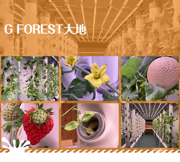 G FOREST大地